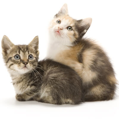 two kittens