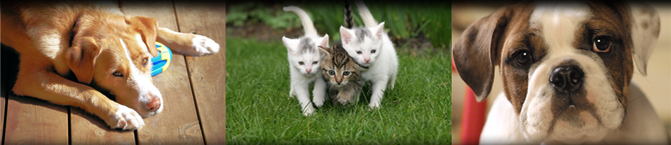 Humane Society Of Macomb Animal Clinic Utica Mi Contact Us
