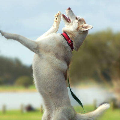 dog standing